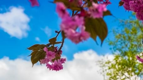 A Bougainvillea before the Swedish blue sky wallpaper