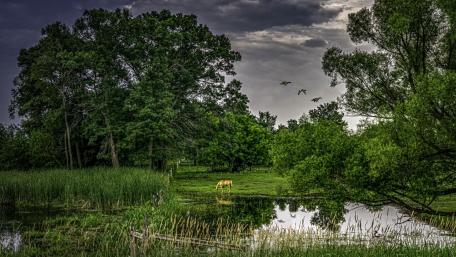 Cloudy green scenic landscape wallpaper