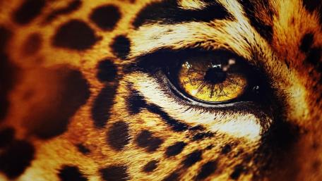 Cheetah eye wallpaper