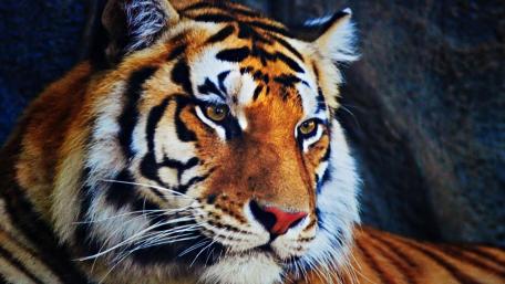 Stunning Close-Up of a Majestic Tiger wallpaper