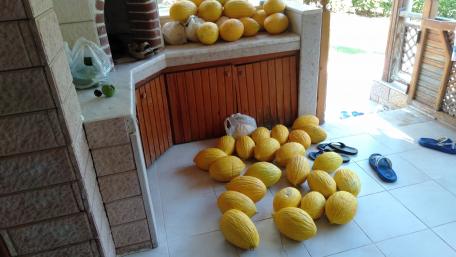 Golden Melons Abound in a Cozy Setting wallpaper