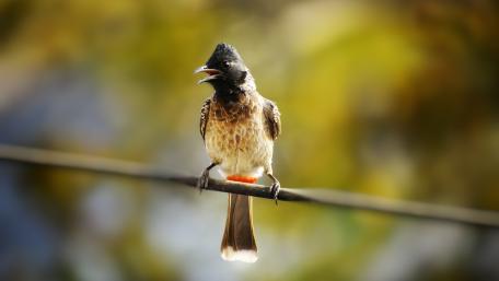 Bird on a twig wallpaper