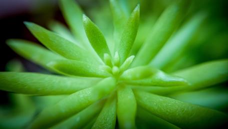 Green succulent leaves wallpaper