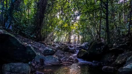 Under the nature's shelter wallpaper