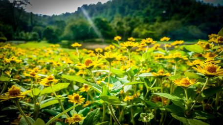 Beautiful Butter Daisy wallpaper