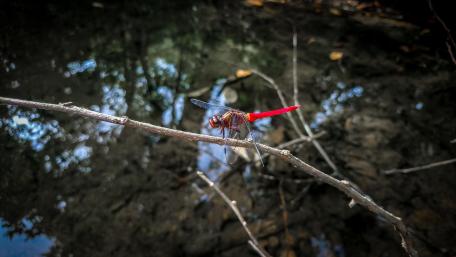 Red Dragonfly wallpaper