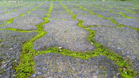Growing Green in the path wallpaper