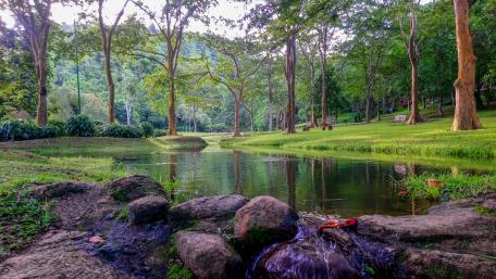 Small lakes under the greeny shades wallpaper
