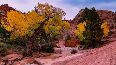 Beauty of Zion National Park wallpaper