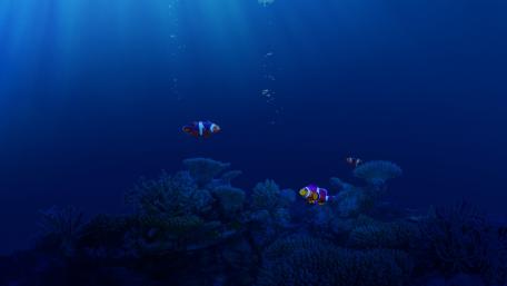 Clownfishes wallpaper
