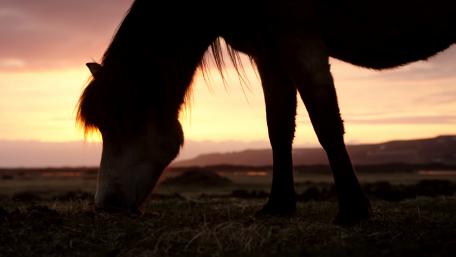 Horse under sunset wallpaper