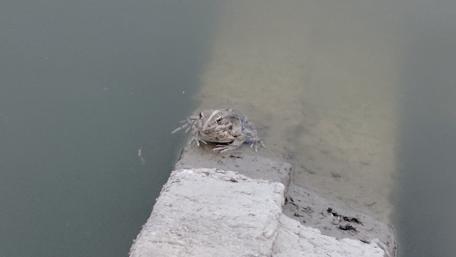 Calm Frog Sitting on a Stone Surface wallpaper