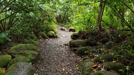 Manoa Falls Trail wallpaper