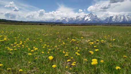 Wildflower Field in Wyoming wallpaper