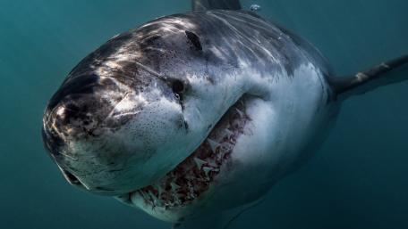 Majestic Great White in Blue Depths wallpaper