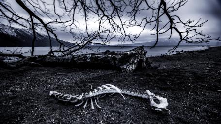 Animal skeleton wallpaper