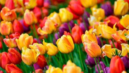 Colorful tulips wallpaper