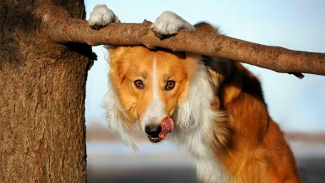 Collie wallpaper