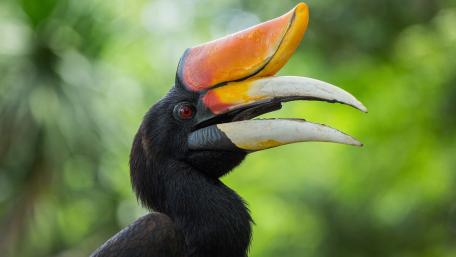 Rhinoceros hornbill wallpaper