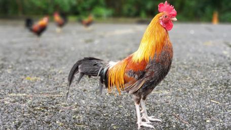 Wild Hawaiian Chicken wallpaper