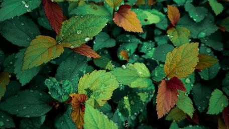 Nettle Leaves wallpaper