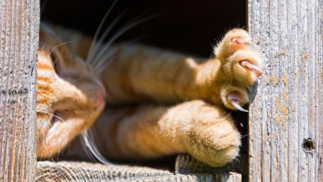 Cat claws wallpaper