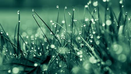 Dew-Kissed Morning Bliss wallpaper