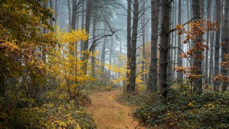 Autumn Sanctuary in the Forest Trail wallpaper
