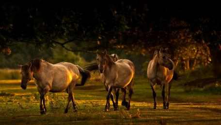 Golden Horses Grazing at Sunset wallpaper