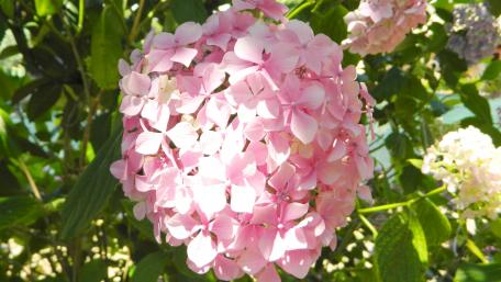 Delicate Pink Hydrangea Blooms in Full Glory wallpaper