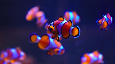 Clownfishes close-up wallpaper