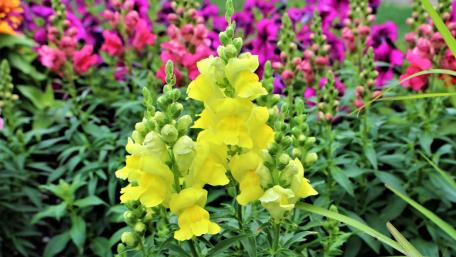 Snapdragons wallpaper