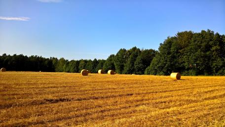 Golden Fields Under Blue Sky Magic wallpaper
