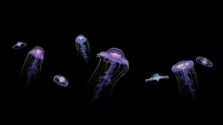 Deep sea wallpaper