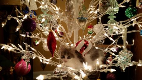 Whimsical Christmas Kitten in Decorated Tree wallpaper