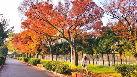 Autumn in Osaka wallpaper