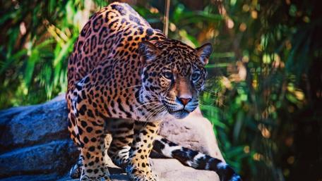 Jaguar wallpaper