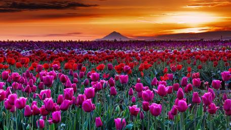 Tulip field at sunset wallpaper