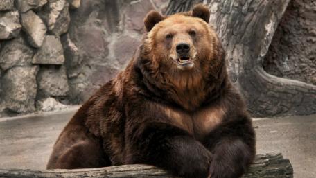 Majestic Bear in the Wild wallpaper