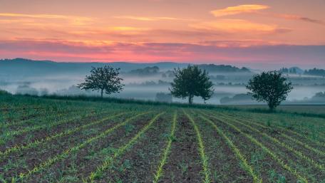 Serene Dawn Over Misty Fields wallpaper