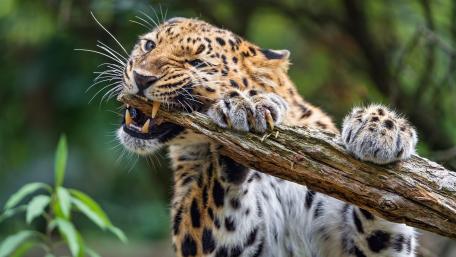Leopard biting a branch wallpaper