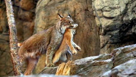Cub lynx in her mother's mouth wallpaper