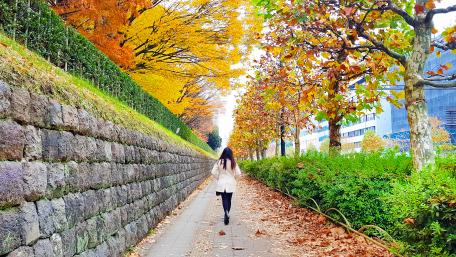 Autumn Walkway Through a Colorful City Park wallpaper