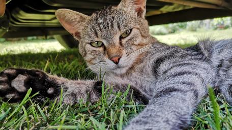 Cat under a car wallpaper
