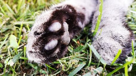 Cat paw wallpaper