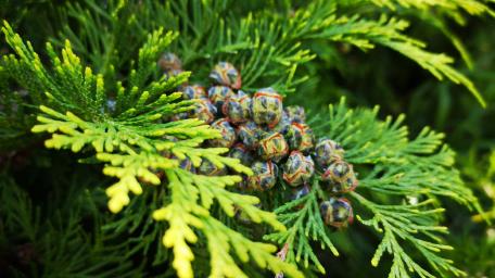 Thuja wallpaper