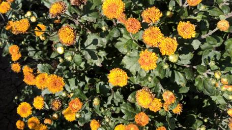 Vibrant Orange Flower Explosion in Bloom wallpaper