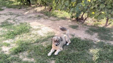 Playful Pup in a Sunny Vineyard Garden wallpaper