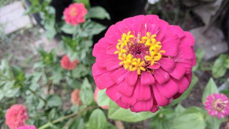Blooming Vibrance in Pink Shades wallpaper