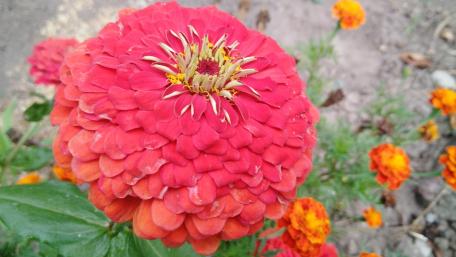 Vibrant Red Zinnia Blooms Captivating Nature's Beauty wallpaper